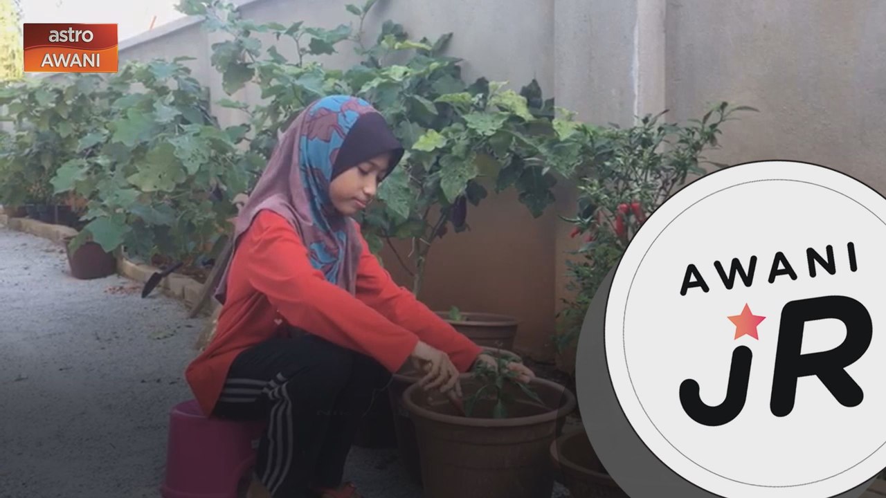 #AWANIJr: Kebun Sayur PKP