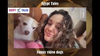 Funny video dogs