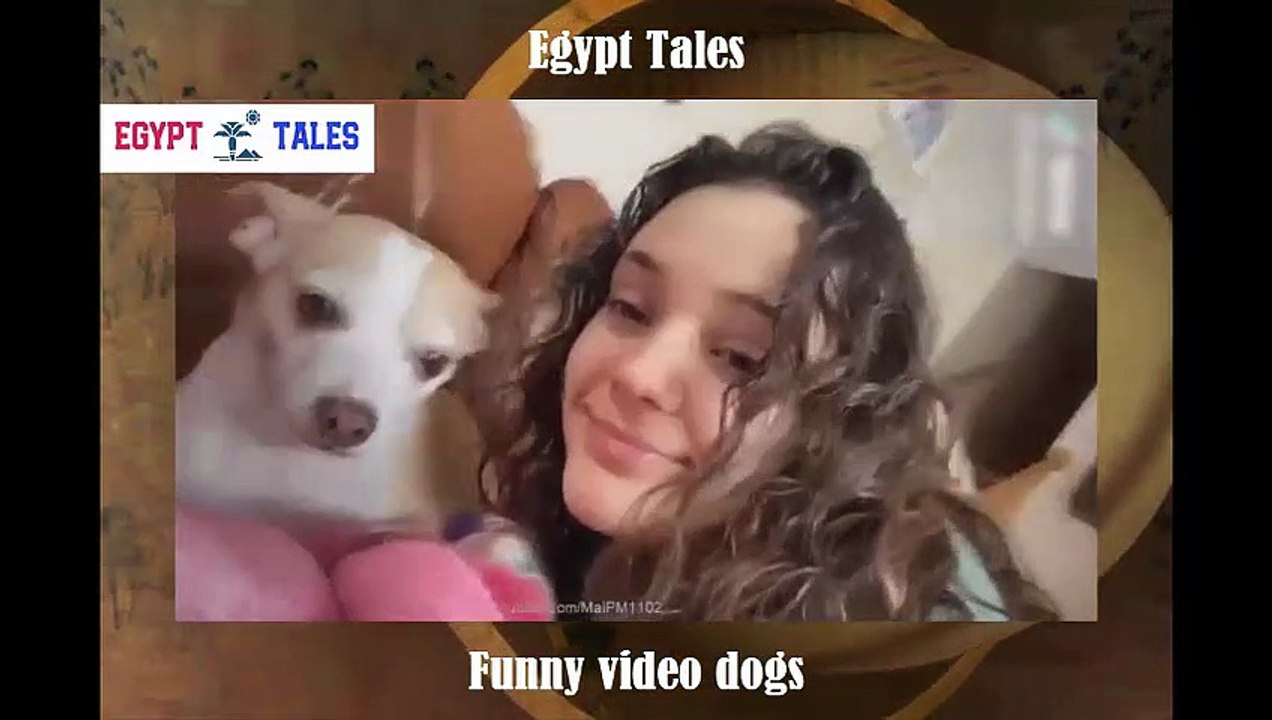 Funny video dogs