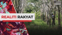 Realiti Rakyat: Insentif pengeluaran getah bantu pekebun dapatkan harga stabil