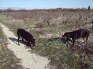 titi et alter épreuve de force