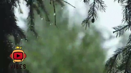 Creek in forest, water flowing, birds