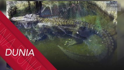 Buaya didakwa haiwan peliharaan Hitler mati pada usia 84 tahun