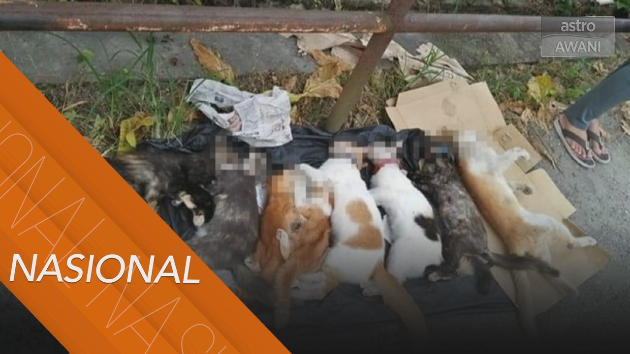 Kejam! 11 ekor kucing mati diracun