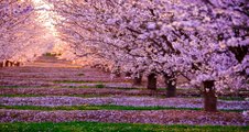 Gentle music, cherry blossoms
