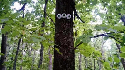 Magical, mysterious trees in the forest