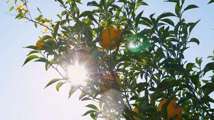 ऐसे नींबू नहीं देखे होंगे आपने