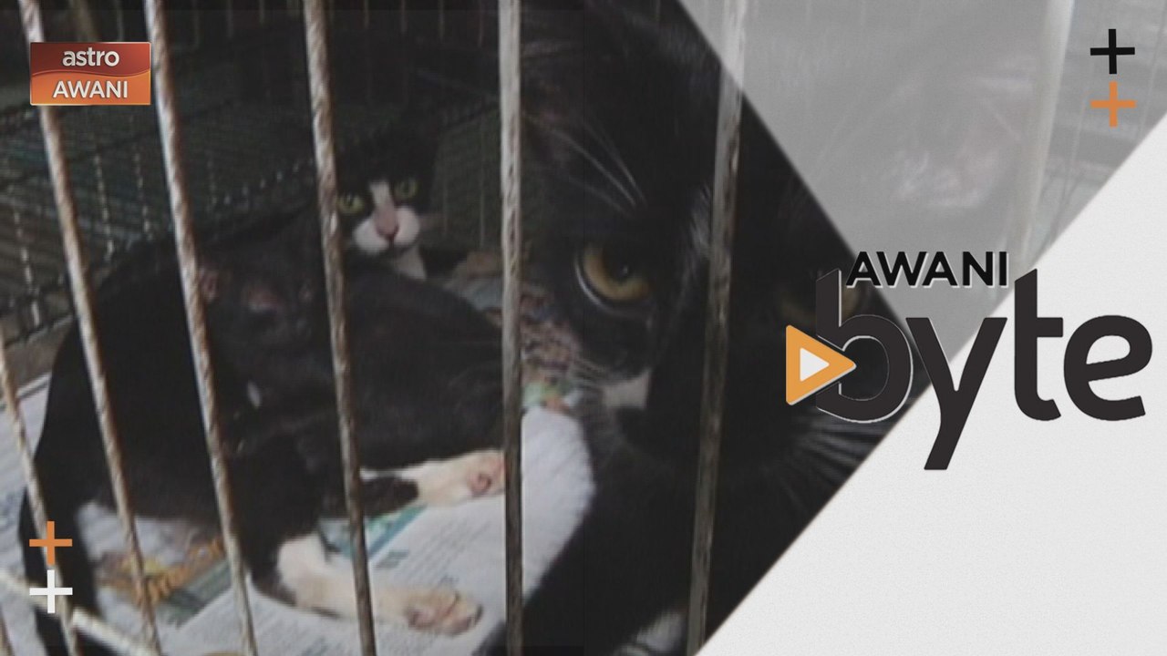 #AWANIByte: Jangan bela kucing semasa PKP sahaja
