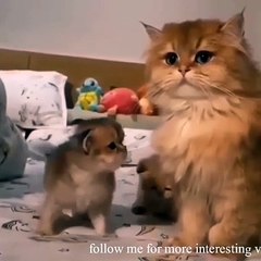 cute kitten amazing style, beautiful cute kitten, follow me for more interesting than