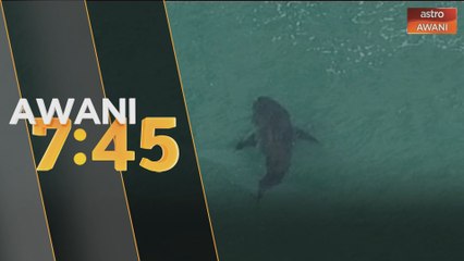 Peluncur ombak maut diserang jerung sebesar tiga meter