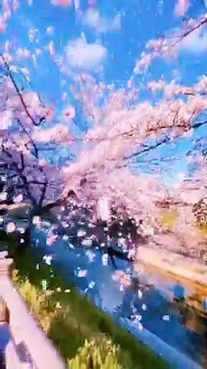 Blossom