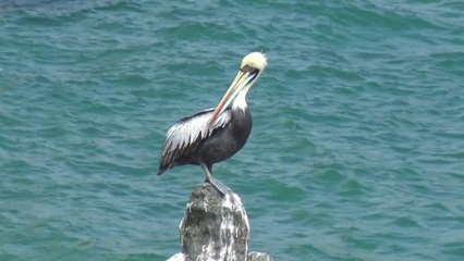 Peruvian Pelican birds at Vina Del Mar in Chile