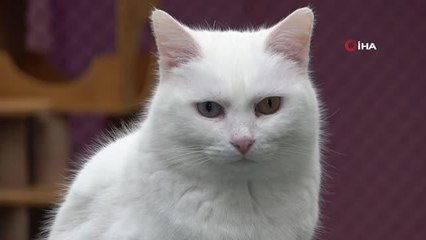 Van kedileri podyuma çıkmaya hazırlanıyor