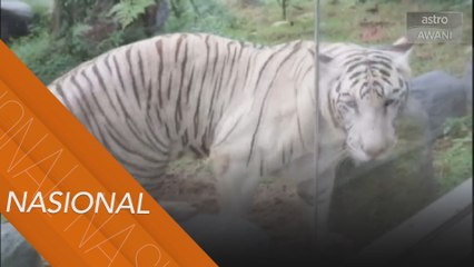 Zoo Negara komited pastikan kebajikan haiwan