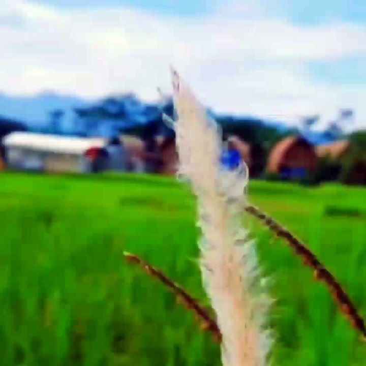 video cinematic