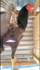 ROOSTER WORLD BREEDERS - QUALITY BLOODLINE