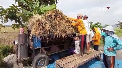 Serangan Hama & Cuaca Ekstrim Turunkan Hasil Panen