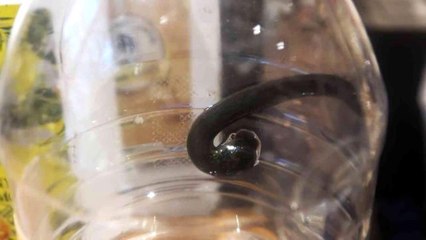 Almanya'ya ihracat tıbbi sülük fiyatlarını arttırdı