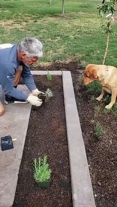Finalement,_avoir_un_toutou_qui_creuse_des_trous_dans_le_jardin,_ça_peut_être_util chien funny)