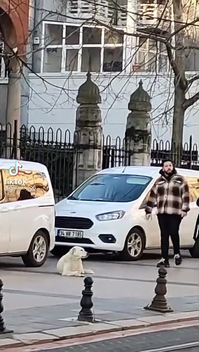 İstanbul'da sokak köpeği yoldan geçenleri ısırdı