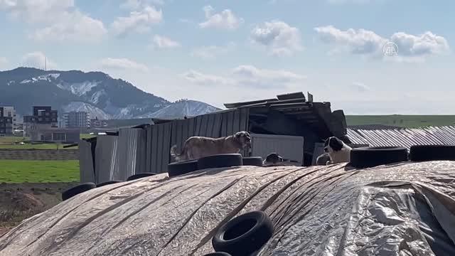 4 sokak köpeğinin saldırısına uğrayan kişi yaralandı