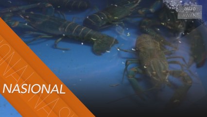 Penternakan udang kara secara pintar kalis krisis