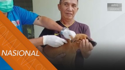 Pandang serius tangani rabbies di Sibu