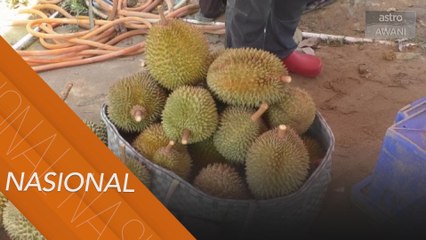 Pemilik dusun durian di pedalaman Kelantan raih pendapatan lumayan