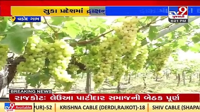 'Grapes are sweet' for Surendranagar farmer _Gujarat _TV9GujaratiNews
