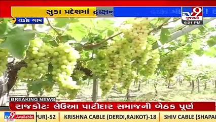 'Grapes are sweet' for Surendranagar farmer _Gujarat _TV9GujaratiNews