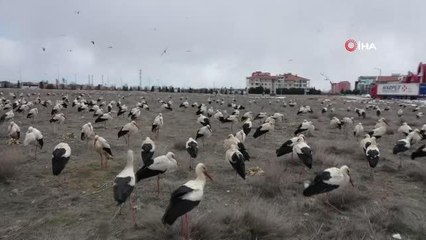 Göç eden leylekler fırtına nedeniyle zorunlu iniş yaptı... Konya Büyükşehir'den leyleklere balık ikramı