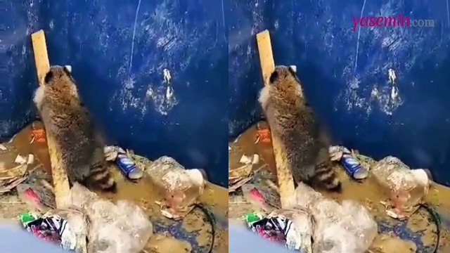Çöp kovasının içine düşen rakunun hareketi herkese ders niteliğinde!