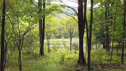 Relaxing Music with Nature Sounds, Forest Music, Sleep Music, Meditation Music Part 4