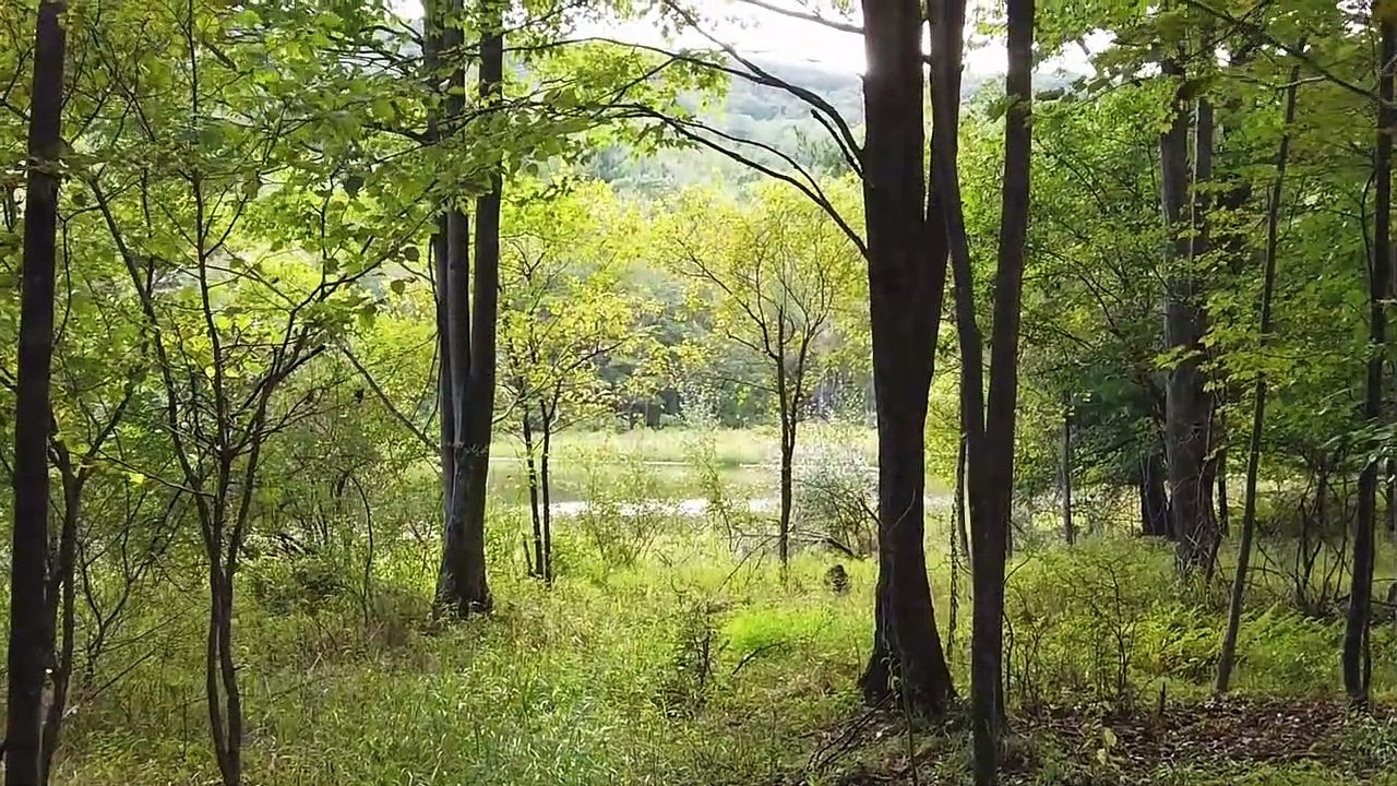 Relaxing Music with Nature Sounds, Forest Music, Sleep Music, Meditation Music Part 4