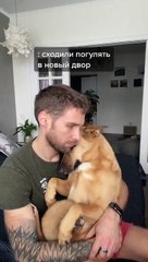 Dog Gets Cuddled in Owner's Lap