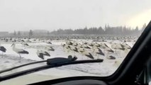 Göç yolundaki leyleklere Konya'da kar sürprizi