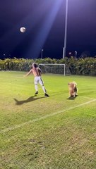 Golden Retriever Pup Plays Soccer With Human Brother