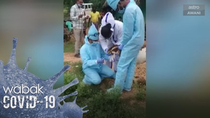 10 ekor kambing di India jalani ujian COVID-19