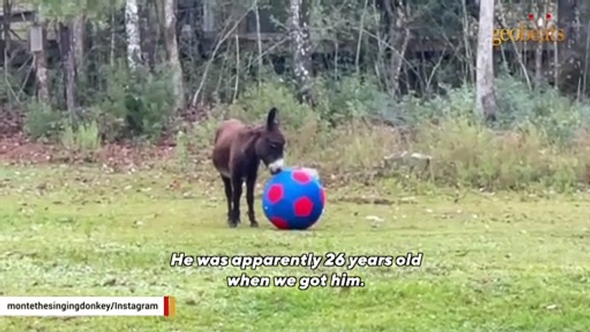 Woman adopts a shy donkey. Then came the big surprise.