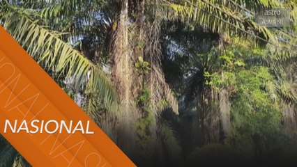 Peneroka dalam dilema tiada pendapatan apabila pokok ditebang