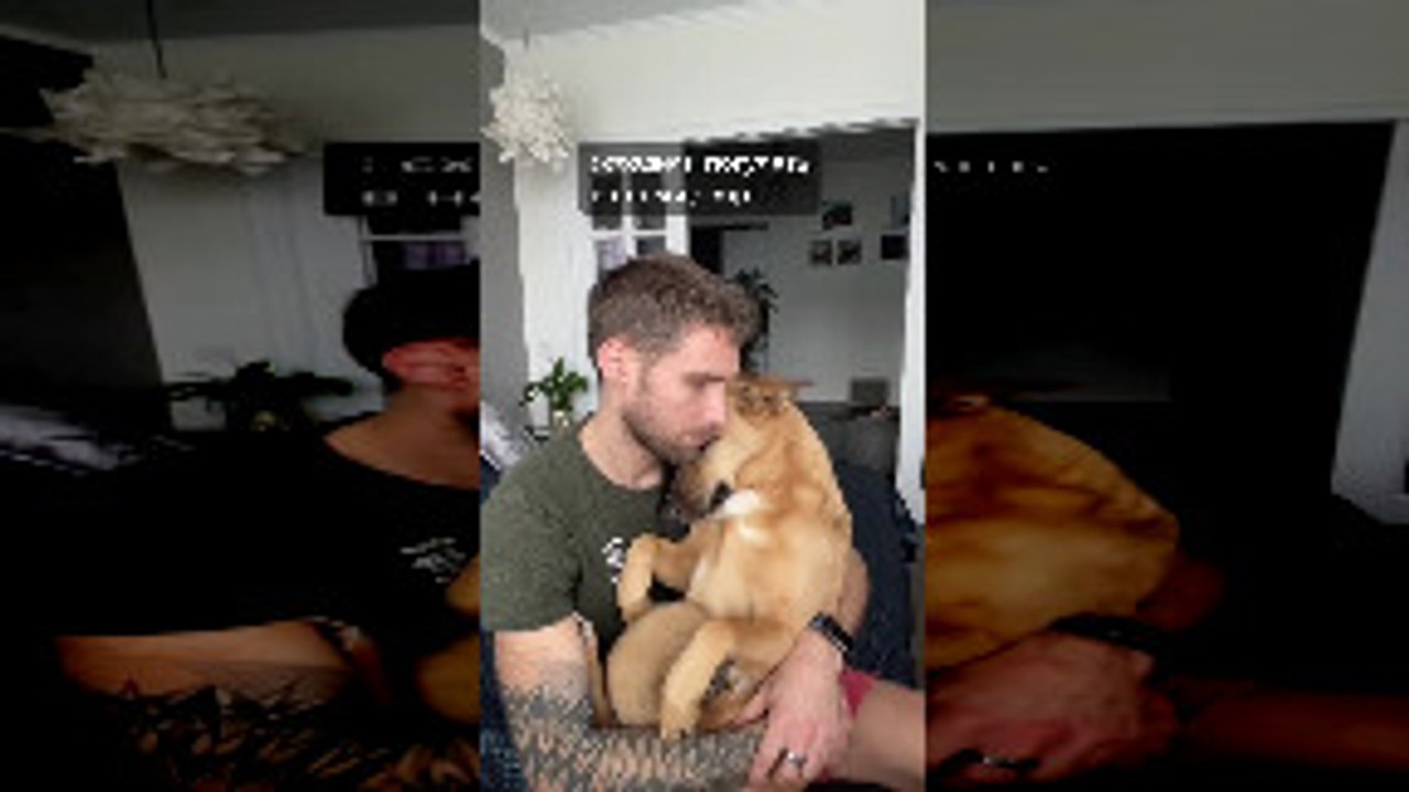 Dog Gets Cuddled in Owner's Lap