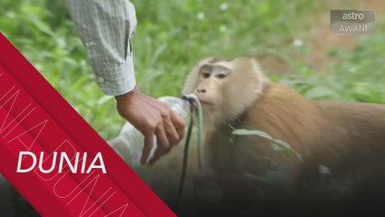 Thailand sangkal dakwaan salah guna monyet dalam industri kelapa