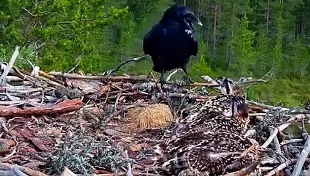sarang burung elang diganggu burung gagak indukkanya ngamuk