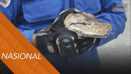 Dua anggota APM nyaris diserang ular sawa