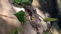 begini cara burung Kolibri membuat sarangnya