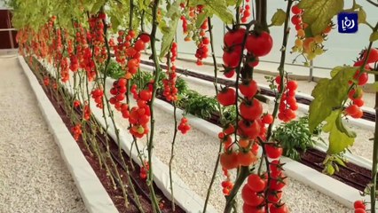 بدعم من الفاو.. استحداث أنماط حديثة لتطوير الزراعة المحلية