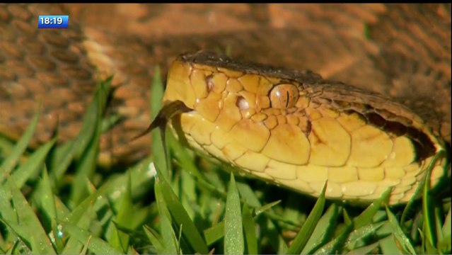 Six-year-old boy is bitten by a pit viper snake in Brazil, Menino de seis anos é picado por serpente jararaca ( Bothrops jararaca)