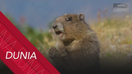 Kematian Bubonic, Mongolia keluar amaran jangan makan tupai tanah