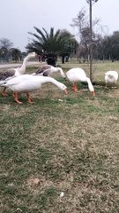 Brown And White Goose  Video By Kingdom of Awais