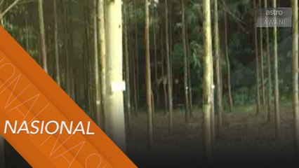 Pokok Eucalyptus mampu kurangkan kebergantungan kepada hasil hutan